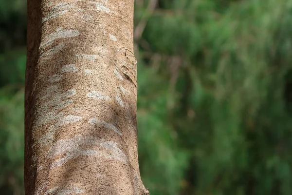 Textura Corteza Árbol Primer Plano Bosque Playa Tailandia Copiar Espacio — Foto de Stock