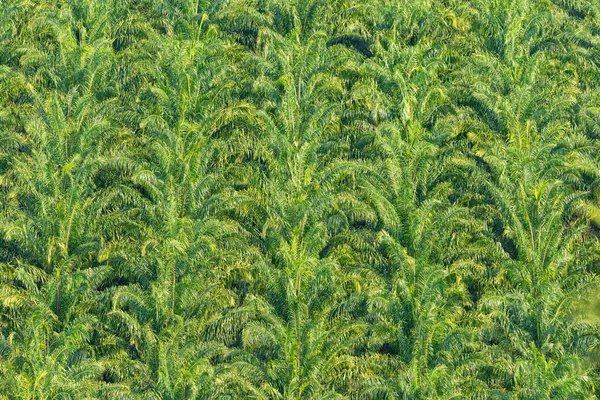 Abstract Pattern Oil Palm Trees Deforestation Concept — Stock Photo, Image