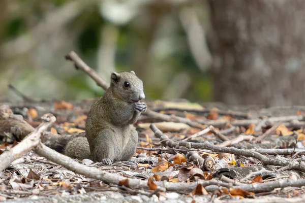 Scoiattolo Dal Ventre Grigio Callosciurus Caniceps Che Mangia Alcuni Frutti — Foto Stock