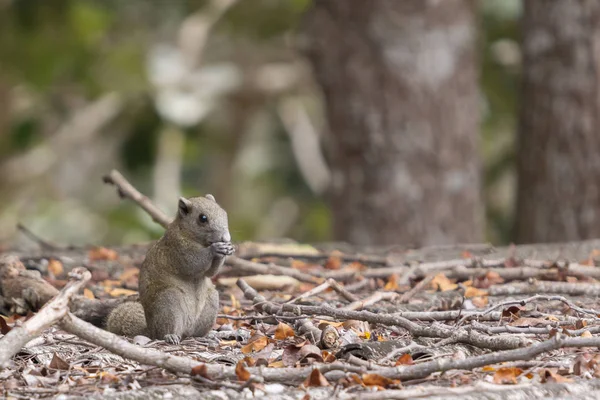 Scoiattolo Dal Ventre Grigio Callosciurus Caniceps Che Mangia Alcuni Frutti — Foto Stock