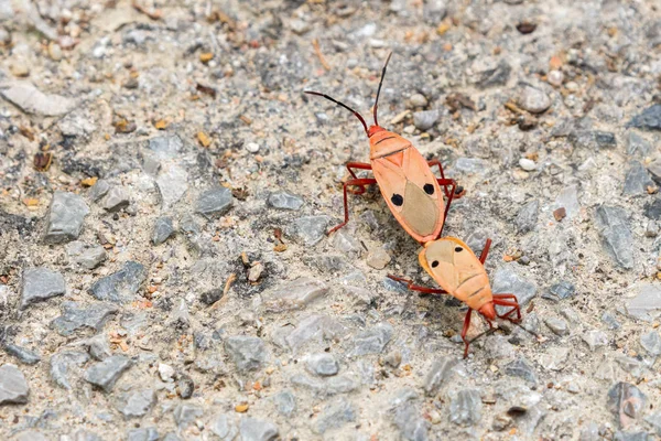 地上ではコピースペースと交尾するカポック虫 Odontapos Nigricoris 黒い点を持つ赤いバグ 選択フォーカス壁紙 — ストック写真
