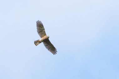 Dişi Shikra (Accipiter badius), Tayland 'ın Khao Dinsor kentindeki göç mevsiminde mavi gökyüzünde ve bulutlarda süzülüyor..