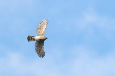 Dişi Shikra (Accipiter badius), Tayland 'ın Khao Dinsor kentindeki göç mevsiminde mavi gökyüzünde ve bulutlarda süzülüyor..