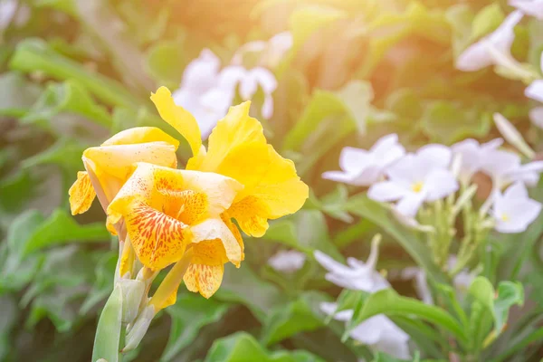 Κοντινό Κίτρινο Canna Lilly Canna Indica Λουλούδι Θολή Πράσινα Φύλλα — Φωτογραφία Αρχείου