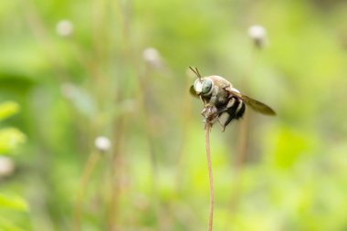 Bahçedeki ceket düğmeleri üzerinde marangoz arıları (Xylocopa collaris). Kopyalama alanı olan soyut bulanık yeşil doğa.