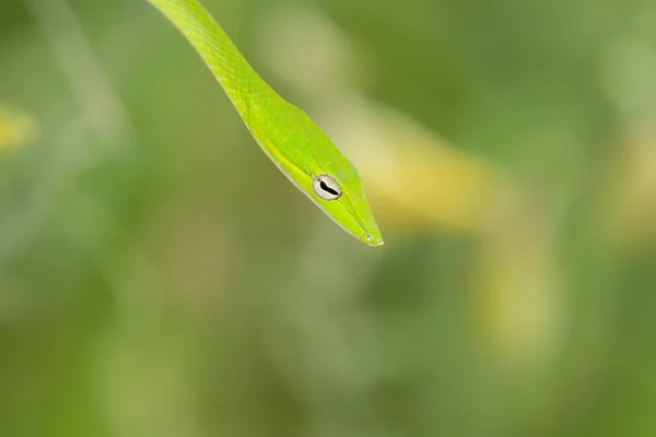 Oriental Whip Snakes Ahaetulla Prasina Very Common Rear Fanged Venomous — Stock Photo, Image