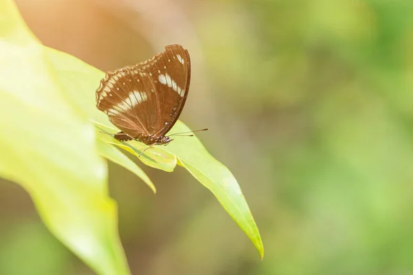 Close Great Eggfly Hypolimnas Bolina Jacintha Butterfly Green Leaf Garden — Stock Photo, Image