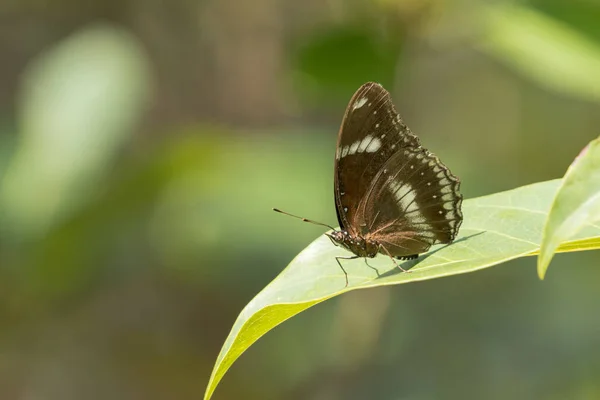 Close Great Eggfly Hypolimnas Bolina Jacintha Butterfly Green Leaf Garden — Stock Photo, Image