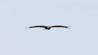 Tayland, Khao Dinsor 'da göç mevsiminde mavi gökyüzünde ve bulutlarda yükselen olgunlaşmamış Siyah Kulaklı Uçurtma (Milvus migrans lineatus).