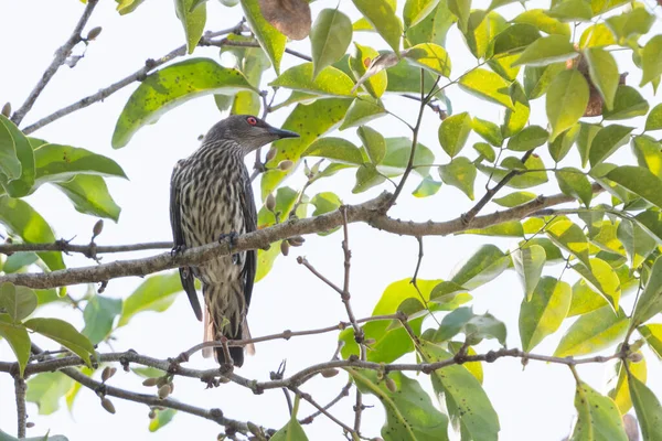 Zralý Asijský Lesklý Starling Aplonis Panayensis Sedí Větvi Parku — Stock fotografie