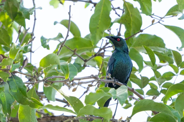 Male Asian Glossy Starling Aplonis Panayensis Perching Branch Park — Stock Photo, Image