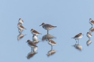 Büyük düğüm (Calidris tenuirostris) tuzlu su havuzunda Küçük Kum Sapı (Charadrius mongolus) ile duruyor.
