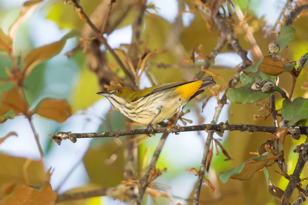 Yellow Vented Flowerpecker Dicaeum Chrysorrheum Perching Branch Forest — 스톡 사진