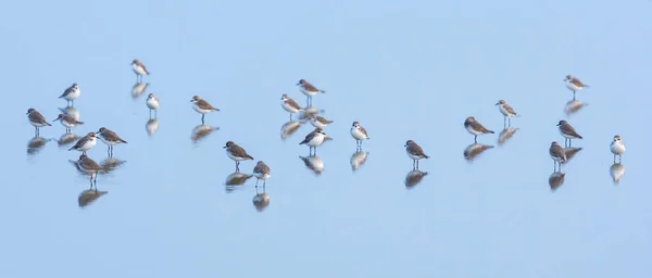 Малый Песчано Пловер Charadrius Mongolus Неразмножающийся Взрослый Стоящий Бассейне Соленой — стоковое фото