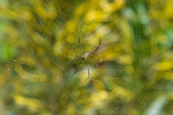 Closeup Ventral Side Female Golden Orb Weaver Spider Nephila Pilipes — Photo