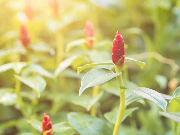 Κόκκινο Κουμπί Τζίντζερ Costus Woodsonii Λουλούδια Έναν Κήπο Αφηρημένη Θολή — Φωτογραφία Αρχείου