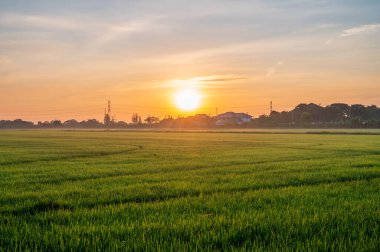 Pirinç tarlası manzarası ve sabah sıcak turuncu gün doğumu. Bangkok 'un güzel kırsalları.