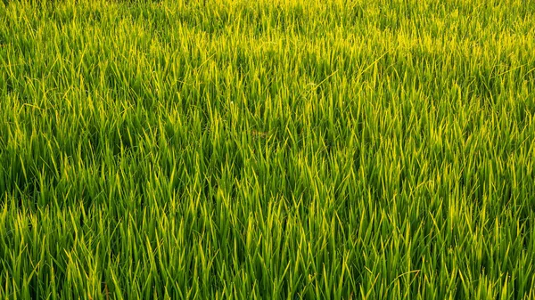 Close Rice Paddy Field Yellow Sunlight Morning Beautiful Textures Wallpaper — Stock Photo, Image