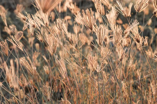 Closeup Swollen Finger Grass Chloris Barbata Seedheads Rice Paddy Field — Stock Photo, Image