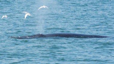 Bryde balinası veya Eden balinası (Balaenoptera edeni) Tayland Körfezi 'nin yukarısında Chlidonias melezi sürüsü ile birlikte ikiz hava deliklerinden hava üfler..
