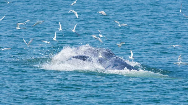 Baleine Bryde Baleine Eden Balaenoptera Edeni Nourrissant Sur Côté Droit — Photo