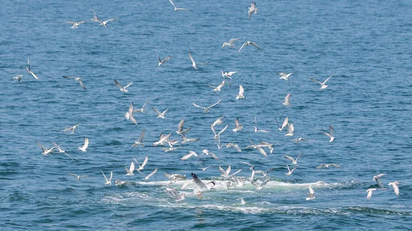 Bryde Whale Eden Whale Balaenoptera Edeni Feeding Right Side Flock — Stock Photo, Image
