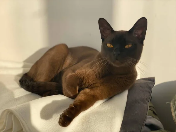 Burmesische Katze Nimmt Die Warmen Strahlen Der Sonne — Stockfoto