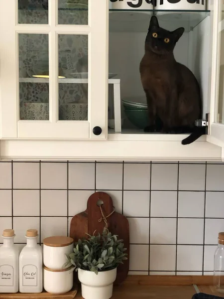 Kočka Sedí Kuchyňské Skříňce Flirtuje — Stock fotografie