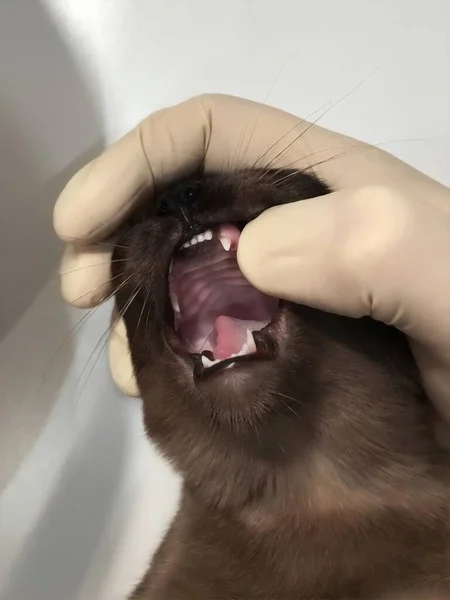 Change of milk teeth to permanent teeth in a cat. Inspection of the veterinarian.