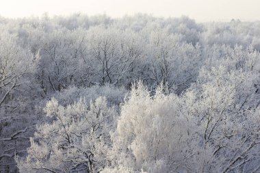 Kar ormanları beyaz ağaçlar
