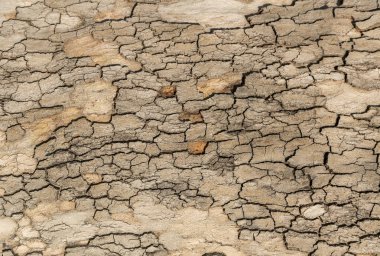 Ağaç kabuğu doku duvar kağıdı