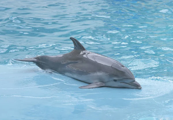 Dolphin. Performance of bottlenose dolphins on the stage at the