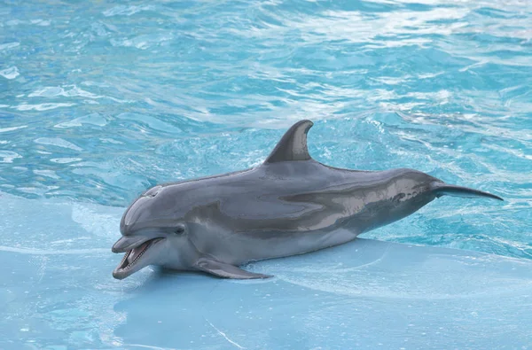 Dolphin. Performance of bottlenose dolphins on the stage at the