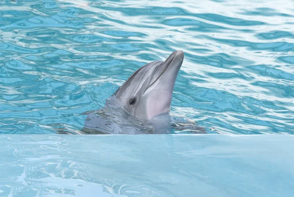 Dolphin. Bottlenose dolphins in water