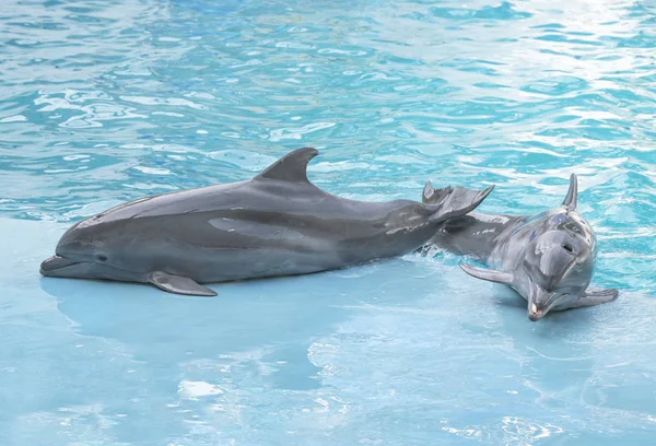 Dolphins. Performance of bottlenose dolphins in dolphinarium