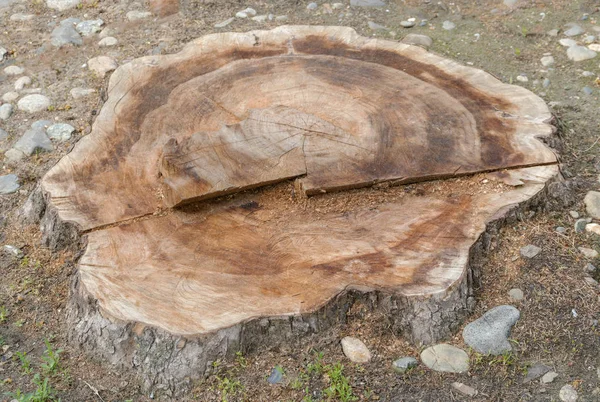 Stomp. Stump van een vers gekapte boom — Stockfoto