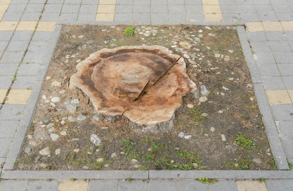 ¡Stump! Trozo de un árbol recién cortado —  Fotos de Stock
