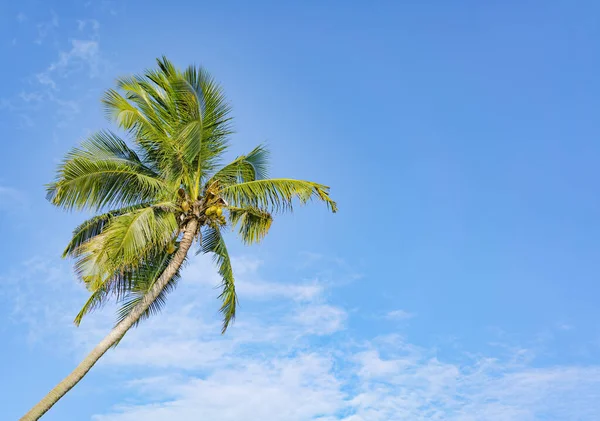 Palm Tree Coconuts Background Blue Sky Stock Image