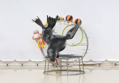 Ağzı açık yetişkin bir deniz aslanı bir yunus gösterisine katılıyor.