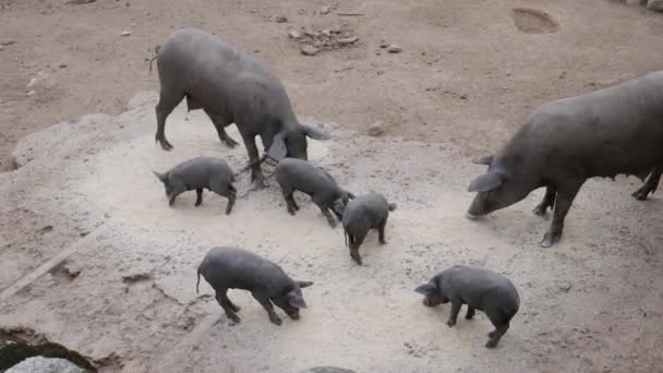 Cerdos Hembra Ibéricos Comiendo Cereales Molidos Con Sus Cachorros España — Vídeos de Stock