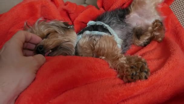 Собака Лежит Красном Одеяле Мужские Руки Ласкают Собаку Дружба Рука — стоковое видео