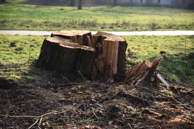 Parkta kasırga üstüne ağaç kestim.
