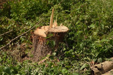 Ormandaki ağaç kütüğü.