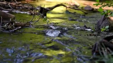 Ormanda küçük bir dere var. Yakından..