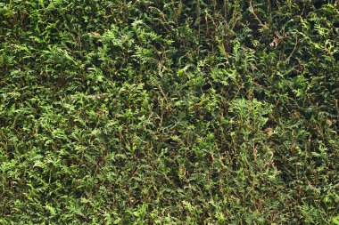 Duvardaki yeşil bitkilerin arka planı.