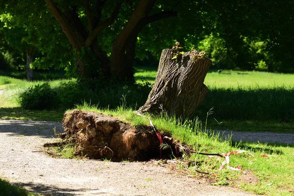 Sawn off tree after hurricane in park