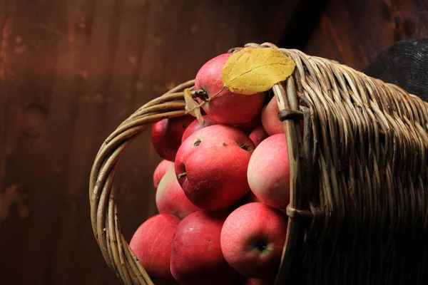 Ripe apples in a basket on the table. Apples collected at their site in a basket. Harvest apples from your own garden. Red apples collected in a basket.