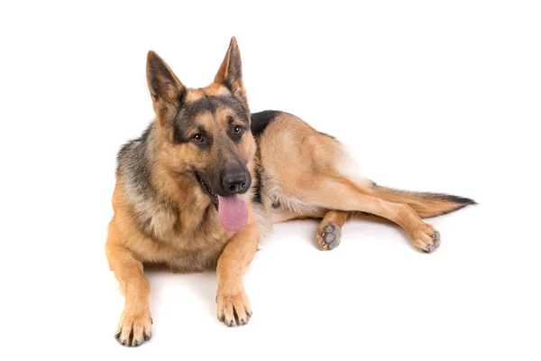 Schöner deutscher Schäferhund — Stockfoto