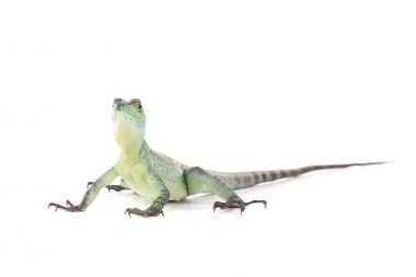 Yeşil kertenkele poz