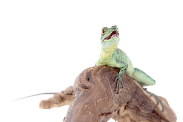 Yeşil kertenkele poz — Stok fotoğraf